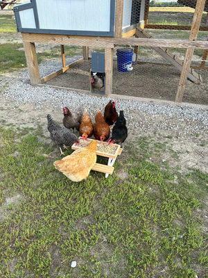 Τροφοδότης κατοικίδιων ζώων Μίνι τραπέζι πικνίκ Τροφοδότης κοτόπουλου για μικρά ζώα Χωρίς οθόνη LCD