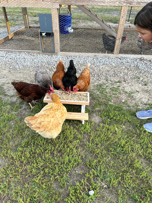 Τροφοδότης κατοικίδιων ζώων Μίνι τραπέζι πικνίκ Τροφοδότης κοτόπουλου για μικρά ζώα Χωρίς οθόνη LCD