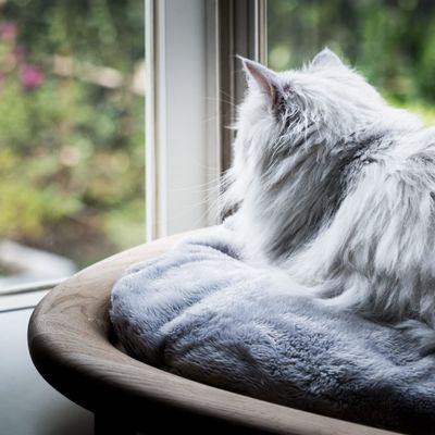 Καθαρό ξύλινο τετράγωνο κρεβάτι για κατοικίδια ζώα με αντιγλιστρούμενο σχεδιασμό και εύκολη δομή φροντίδας